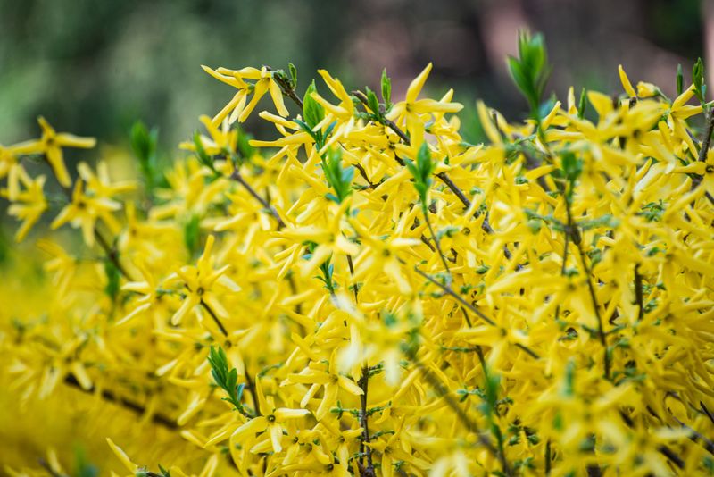 Forsythia Needs To Wait Until After Spring Bloom