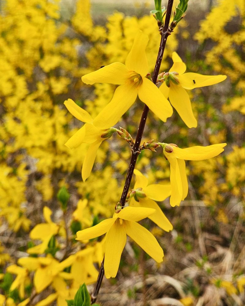 Forsythias Already Carry Next Spring's Flower Buds
