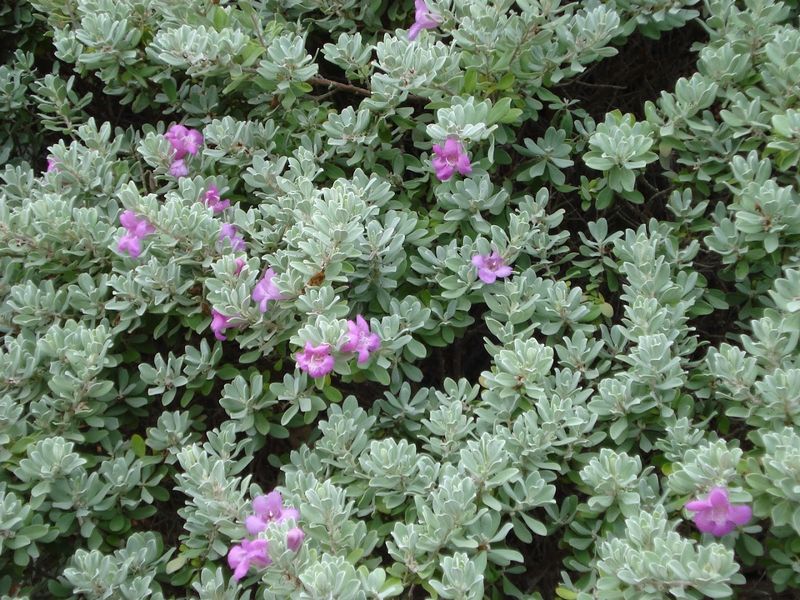 Fort Worth's Eco Blossom Nursery Covers Prairie Ecosystems