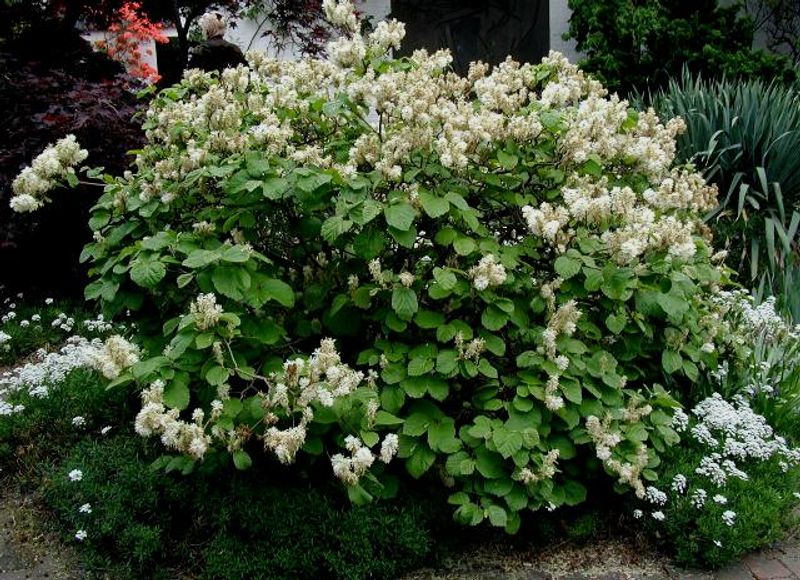 Fothergilla