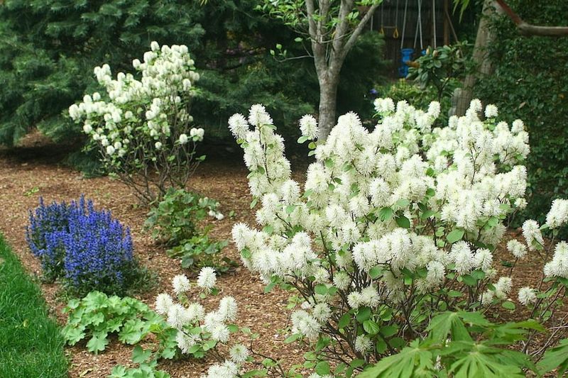 Fothergilla Fothergilla
