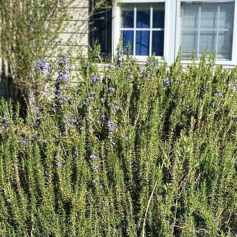 Foundation Planting Makes The Risk Worse