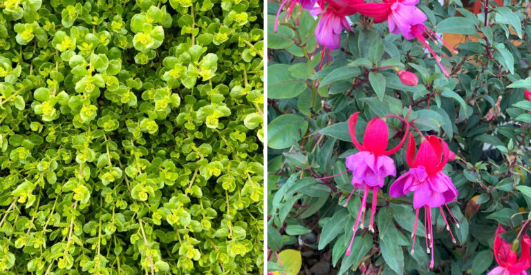 Foundation Plants That Thrive In California Heat And Clay Soil