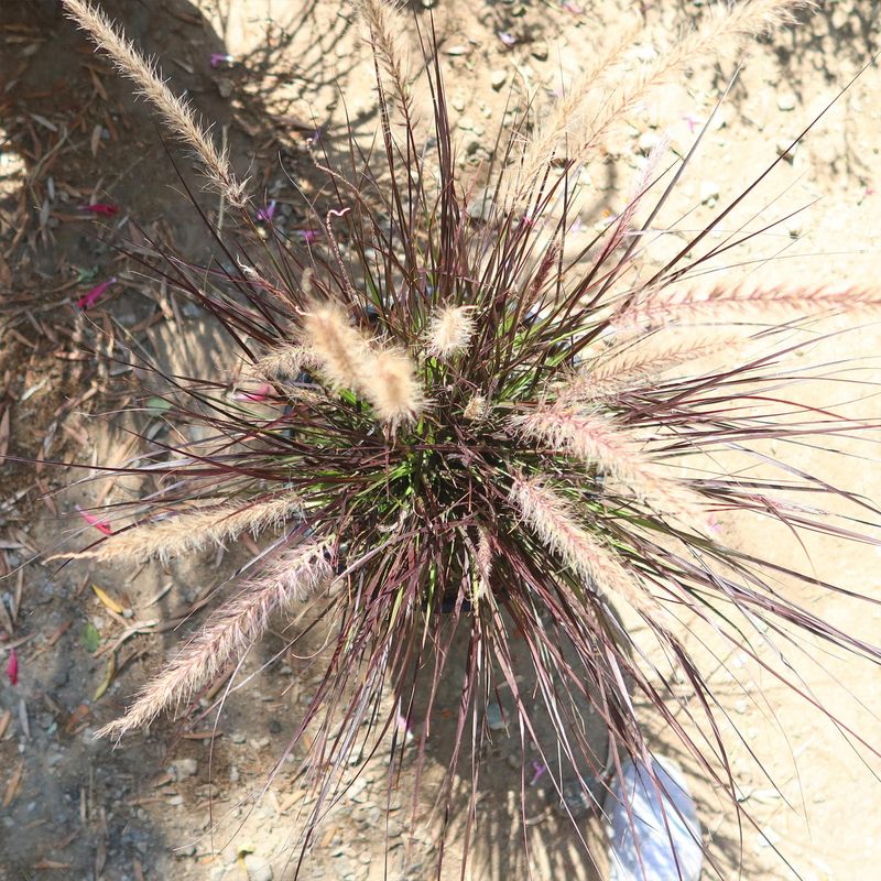 Fountain Grass Dries Out Quickly During Hot Weather Fountain Grass Dries Out Quickly During Hot Weather
