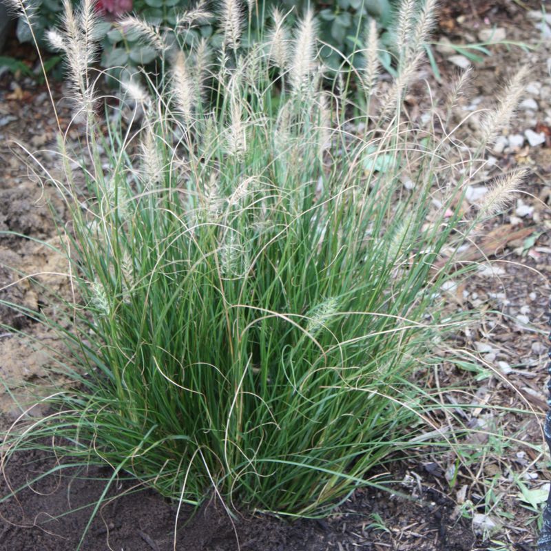 Fountain Grass Holds Dry Material Within Its Clumps