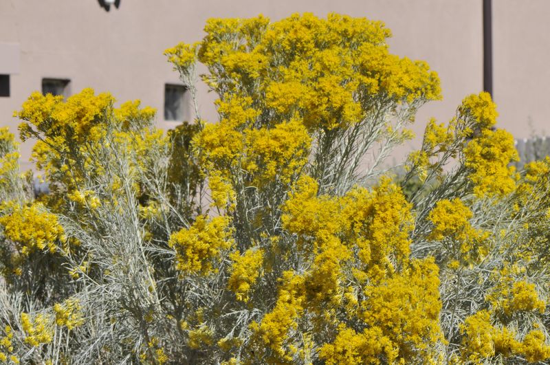 Fourwing Saltbush Fourwing Saltbush
