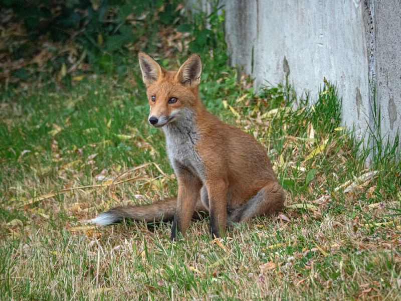 Foxes Are Naturally Curious And Adapt Quickly To Human Spaces Foxes Are Naturally Curious And Adapt Quickly To Human Spaces
