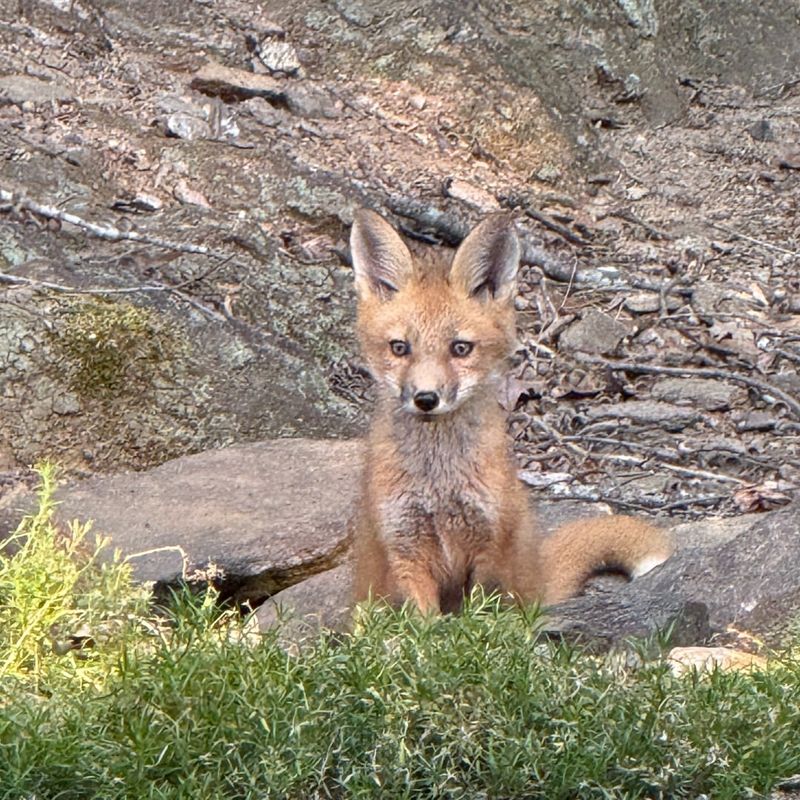 Foxes Naturally Reduce Rodent Populations Foxes Naturally Reduce Rodent Populations