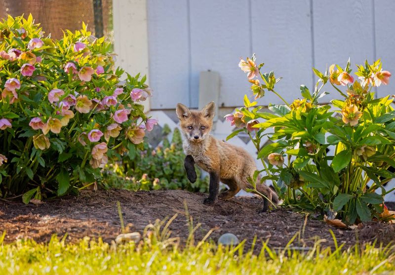 Foxes Use Whole Yards, Not Just One Tree