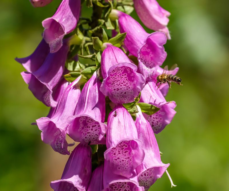Foxglove Foxglove