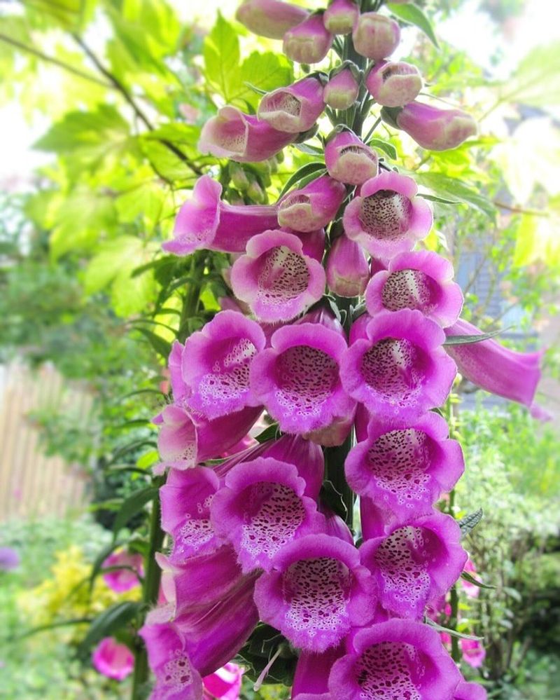 Foxglove 