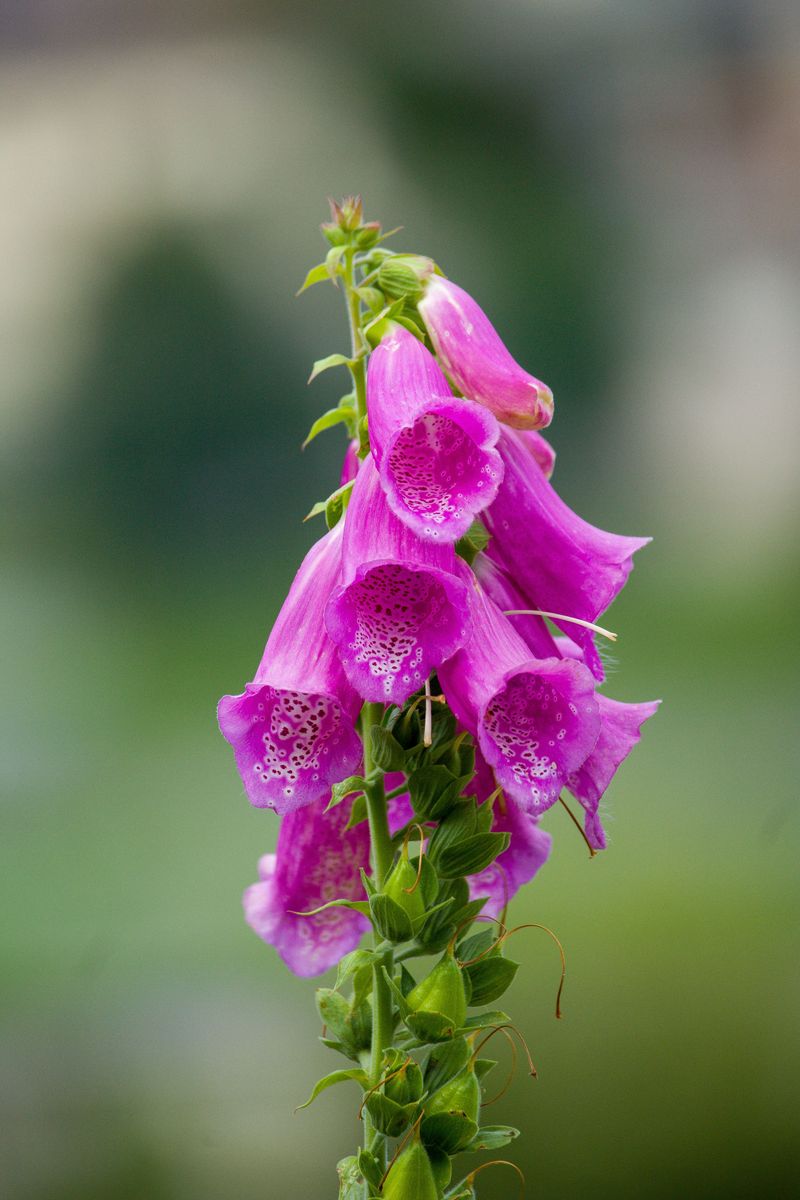 Foxglove Foxglove