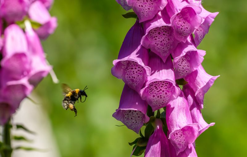 Foxglove Foxglove