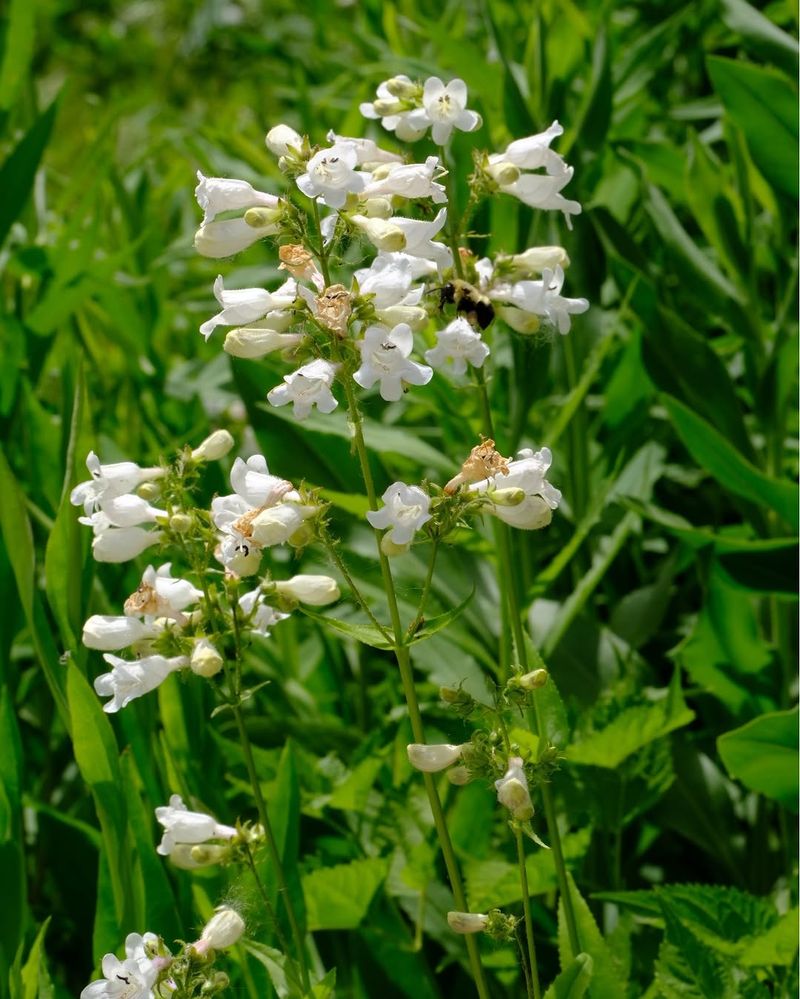 Foxglove Beardtongue