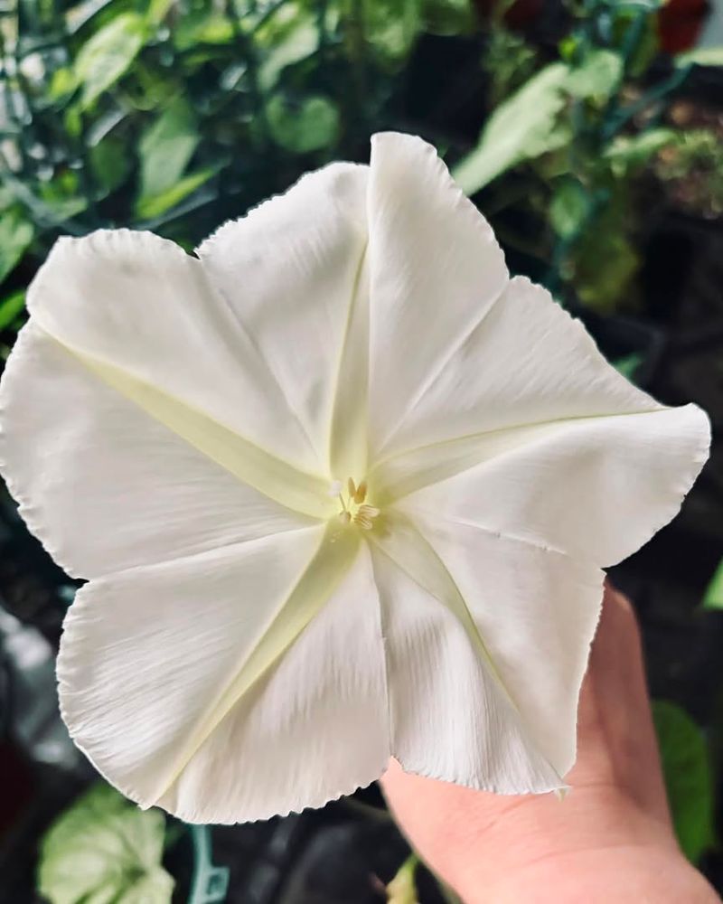 Fragile Petals
