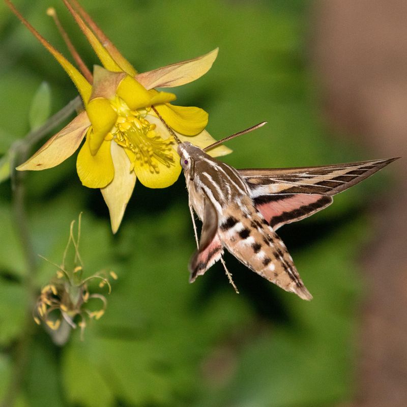 Fragrant Evening Blooms Bring Moths In Fragrant Evening Blooms Bring Moths In