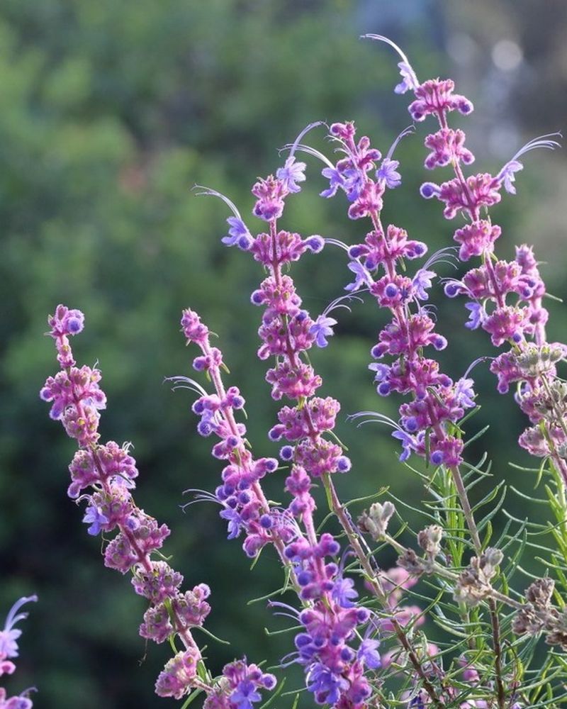 Fragrant Foliage Adds More Than Color Fragrant Foliage Adds More Than Color