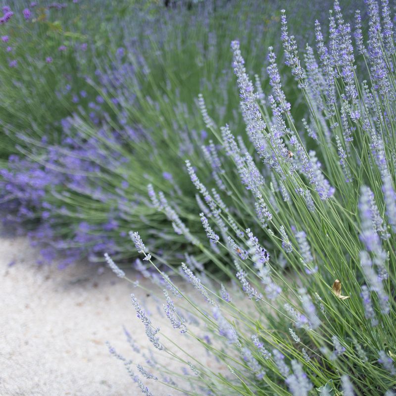 Fragrant Foliage Keeps The Patio Aromatic Beyond Blooming