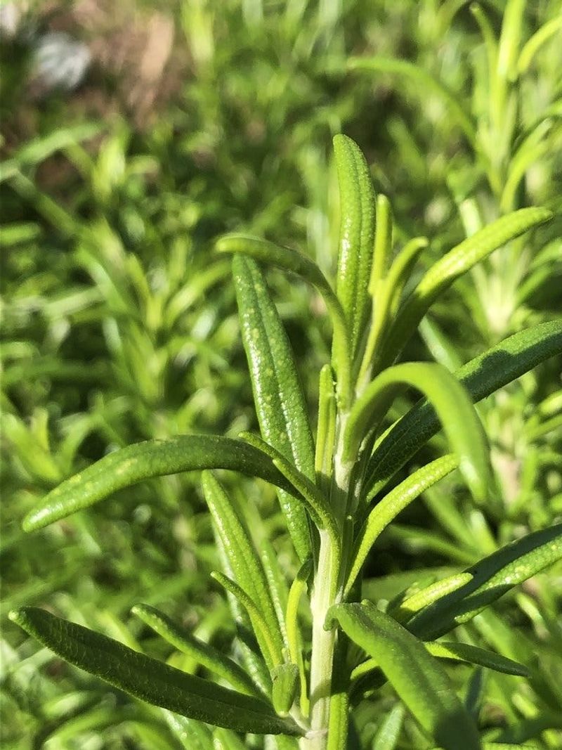 Fragrant Leaves Connect The Garden To The Kitchen
