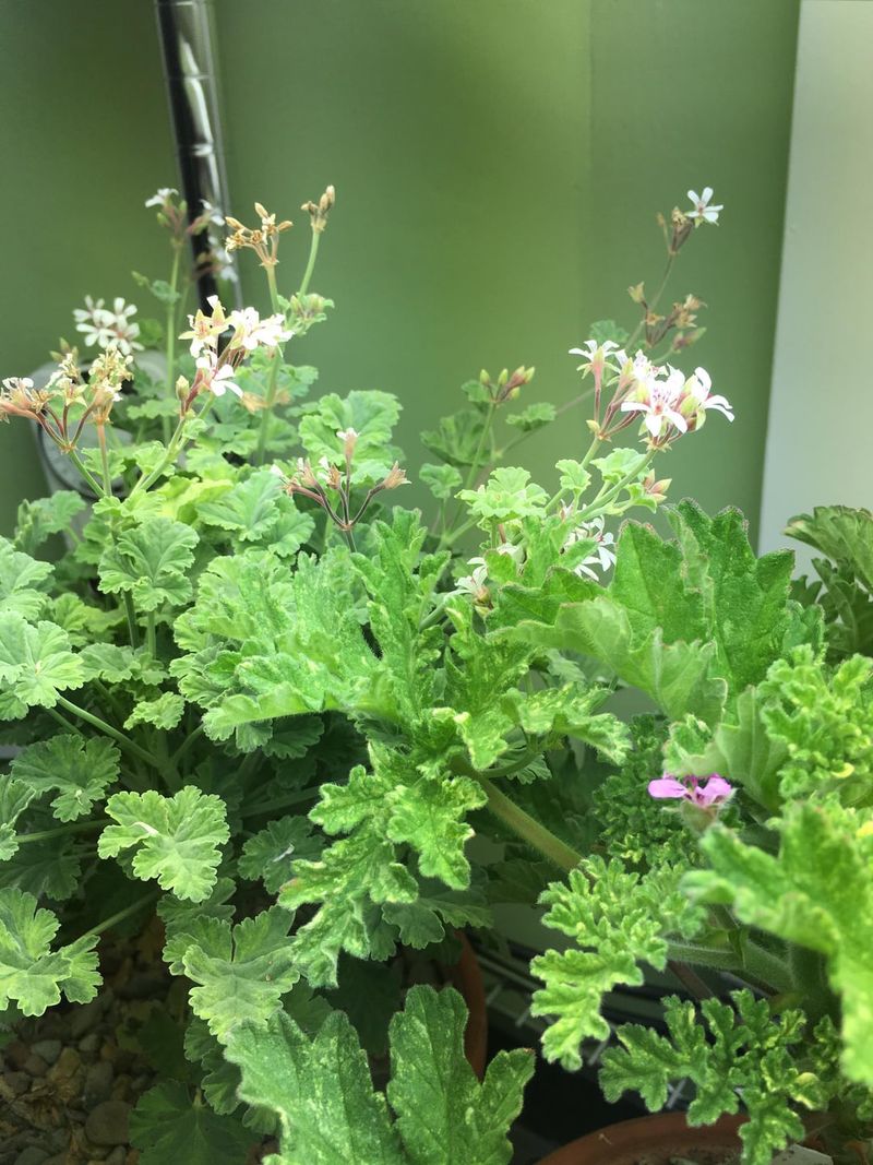 Fragrant Leaves Work Best When Brushed