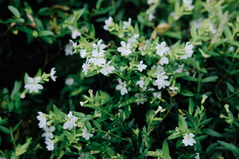 Fragrant White Blooms Add Seasonal Charm Fragrant White Blooms Add Seasonal Charm