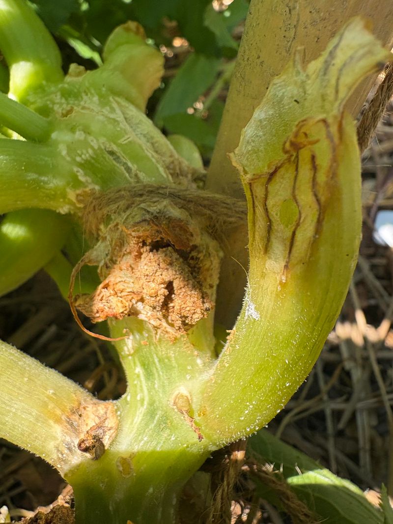 Frass Appears Near The Stem Base