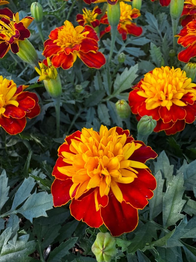 French Marigolds French Marigolds