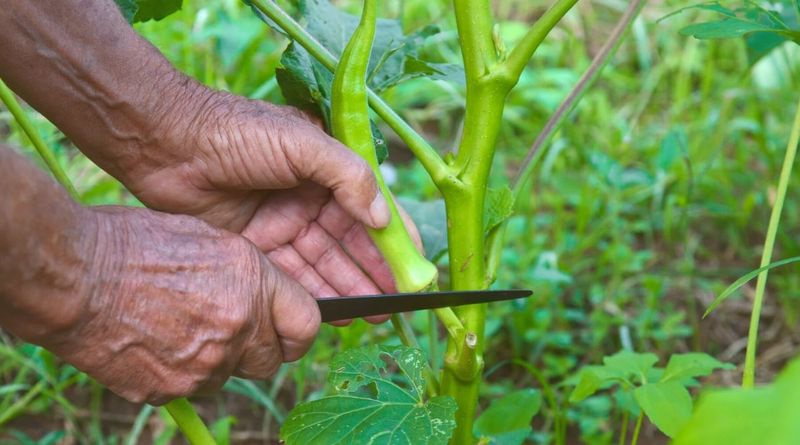 Frequent Harvesting Keeps Pods Coming Frequent Harvesting Keeps Pods Coming