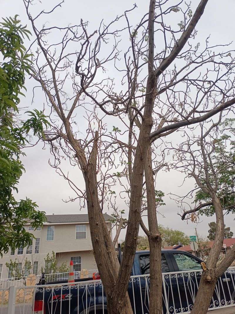 Frequent Pruning Becomes Part Of The Job Frequent Pruning Becomes Part Of The Job