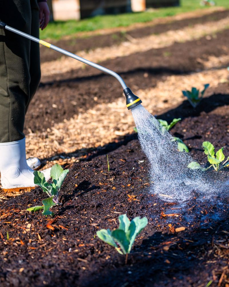 Frequent Shallow Sprinkling Creates a Different Root Problem Frequent Shallow Sprinkling Creates a Different Root Problem