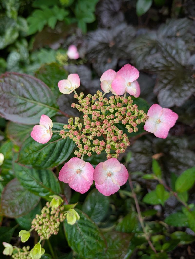 Fresh Flowers Need Time Before Fall