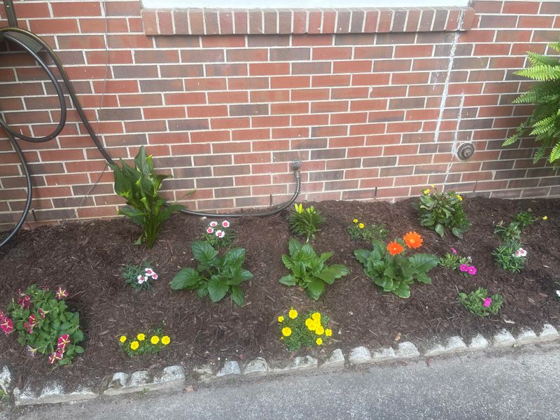 Fresh Growth After Watering Will Stand Out Fresh Growth After Watering Will Stand Out