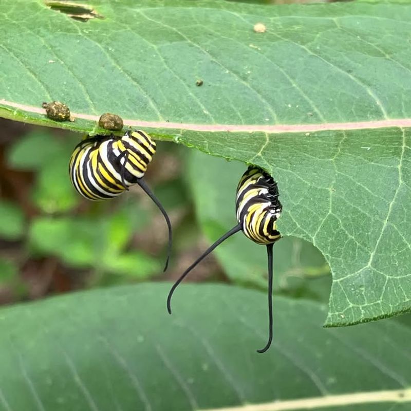 Fresh Leaves Feed Growing Monarch Caterpillars Fresh Leaves Feed Growing Monarch Caterpillars