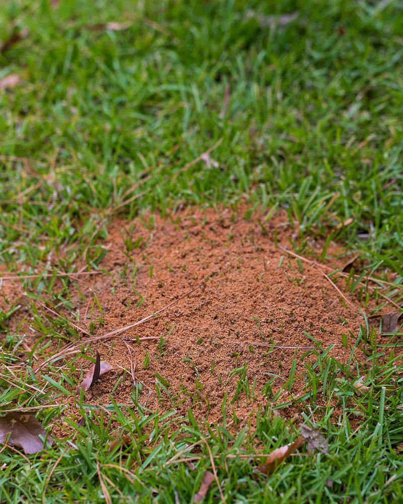 Fresh Mounds Deserve Immediate Attention Fresh Mounds Deserve Immediate Attention