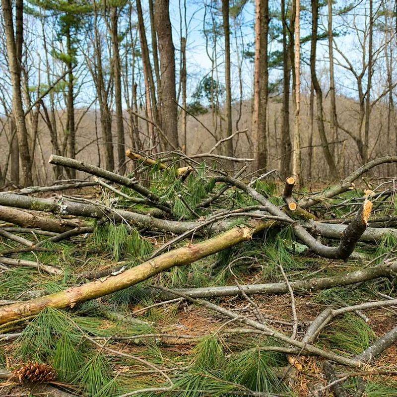 Fresh Pine Debris Calls For A Prompt Cleanup Fresh Pine Debris Calls For A Prompt Cleanup