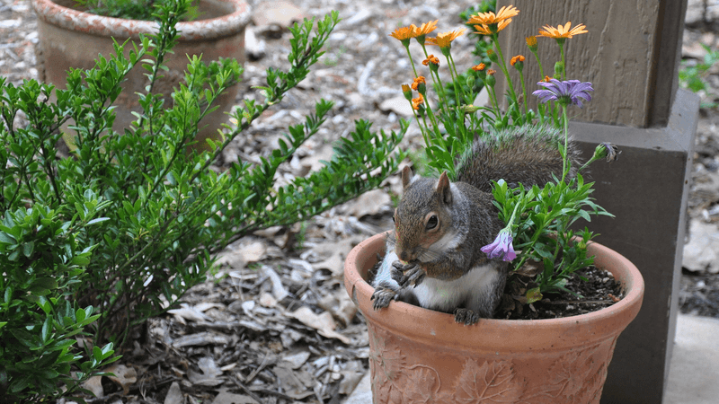 Fresh Potting Soil Is Easy To Dig