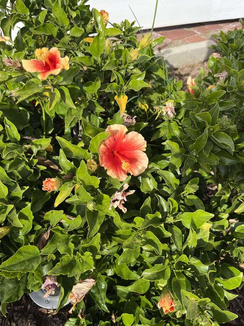 Fresh Shoots Burn More Easily In Direct Sun