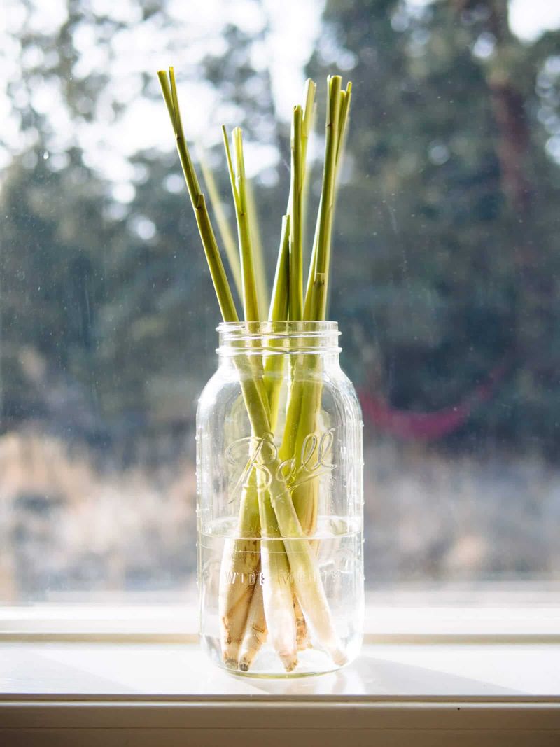 Fresh Stalks Cost Pennies Instead Of Store Prices Fresh Stalks Cost Pennies Instead Of Store Prices