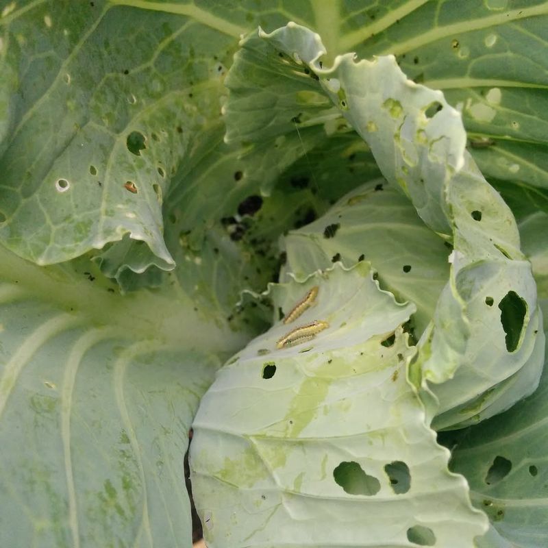 Fresh Transplants Need Protection Right Away Fresh Transplants Need Protection Right Away