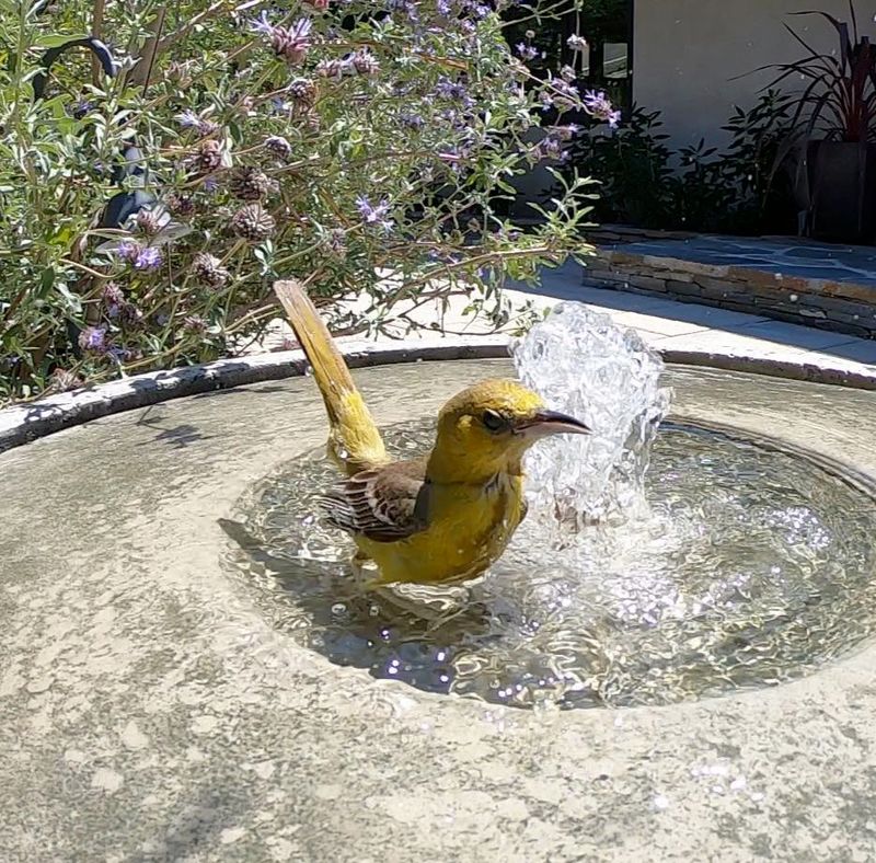 Fresh Water Helps During Heat Waves