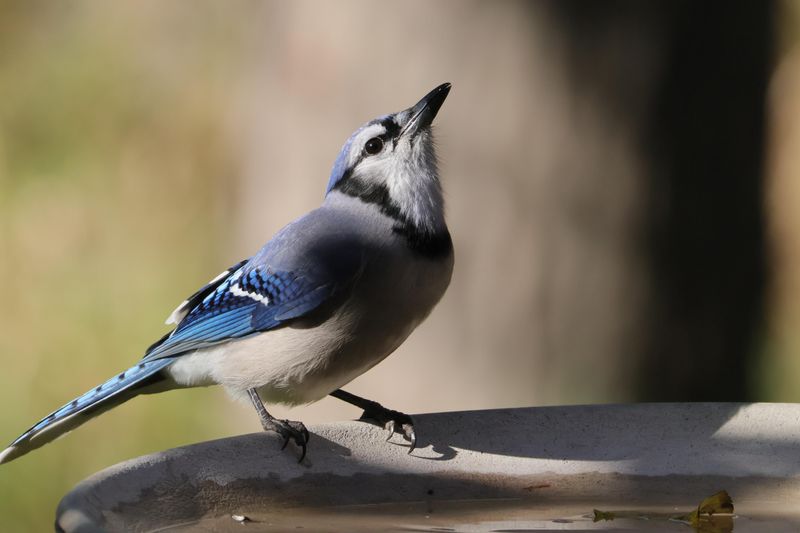 Fresh Water Keeps Birds Coming Back Fresh Water Keeps Birds Coming Back