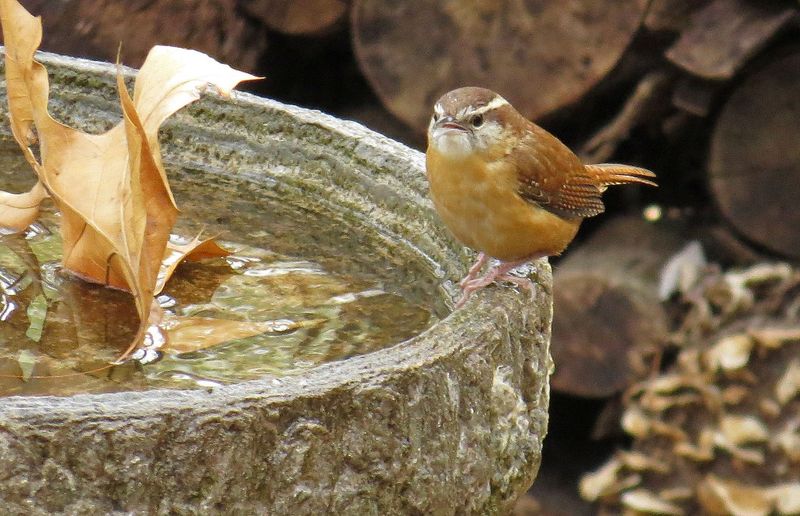 Fresh Water Makes The Area More Attractive Fresh Water Makes The Area More Attractive