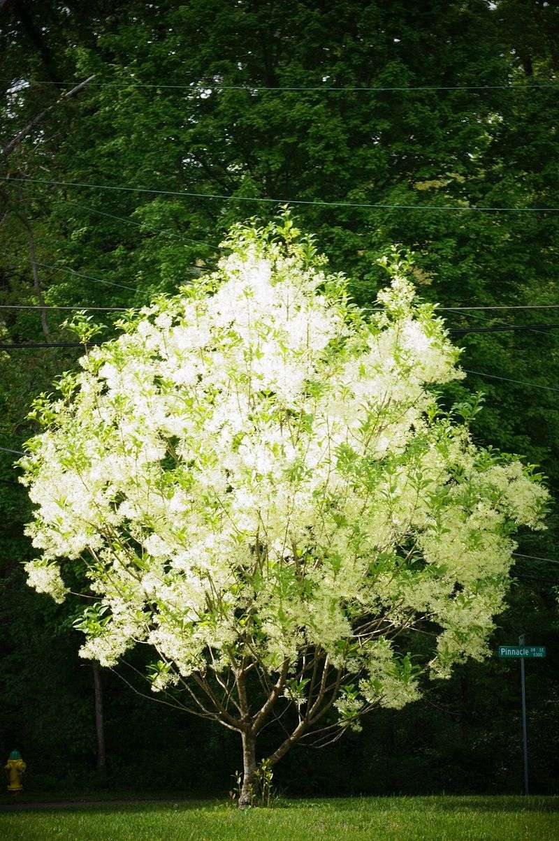 Fringe Tree (Chionanthus Virginicus)