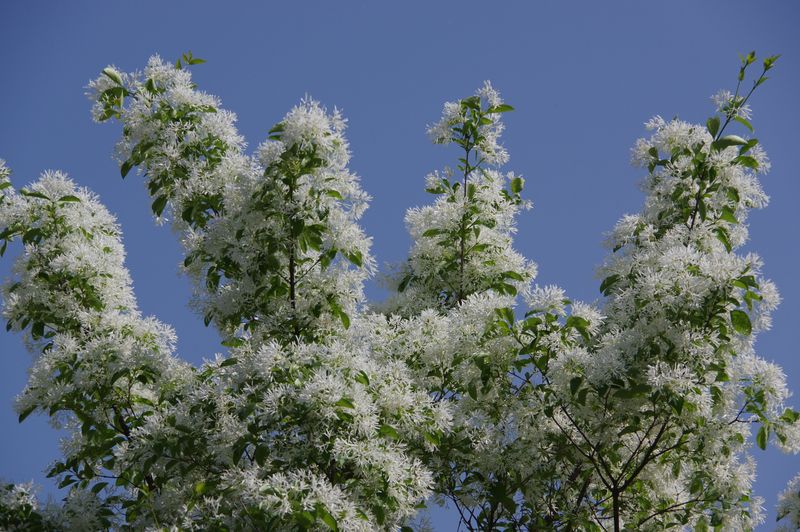 Fringe Tree