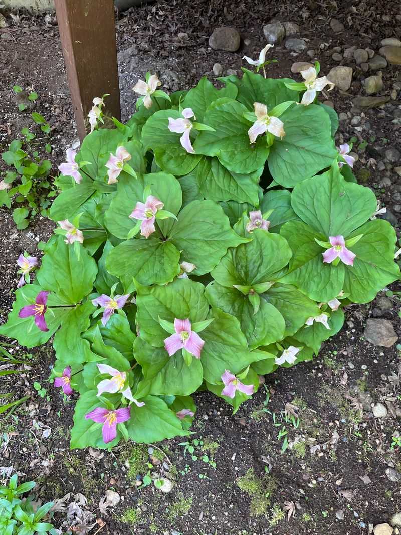 Fringecup Seeds Into Shady Patches
