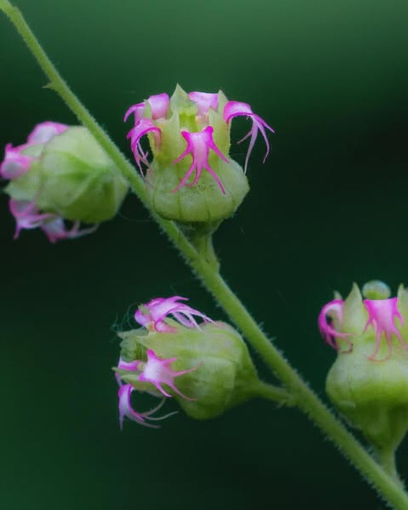 Fringecup Self-Seeds In Woodland Beds
