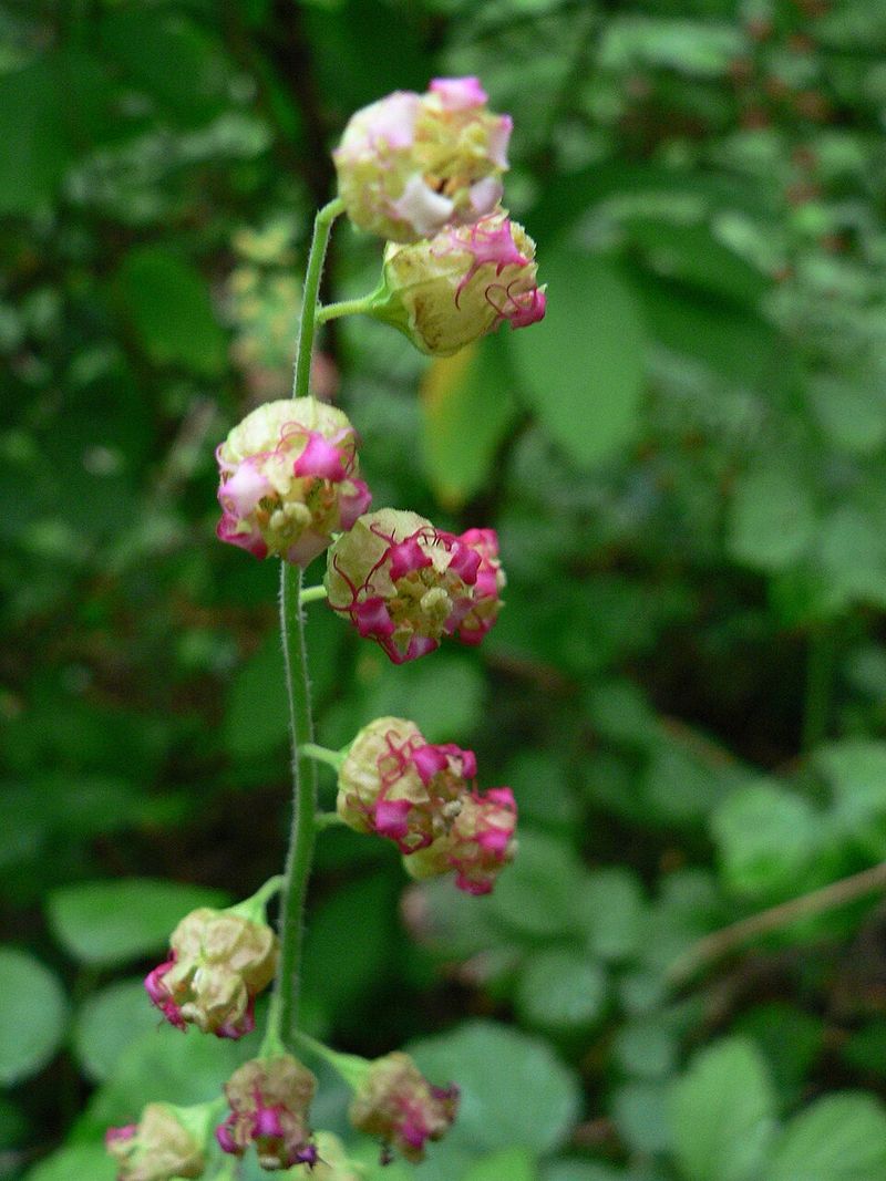 Fringecup (Tellima Grandiflora) Fringecup (Tellima Grandiflora)