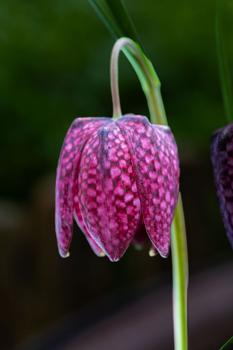 Fritillaria Fritillaria
