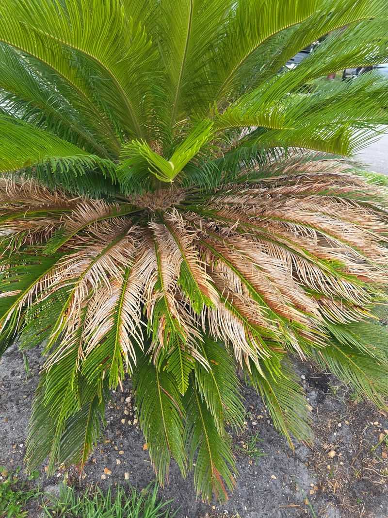 Frizzled Tips Hint At Manganese Frizzled Tips Hint At Manganese