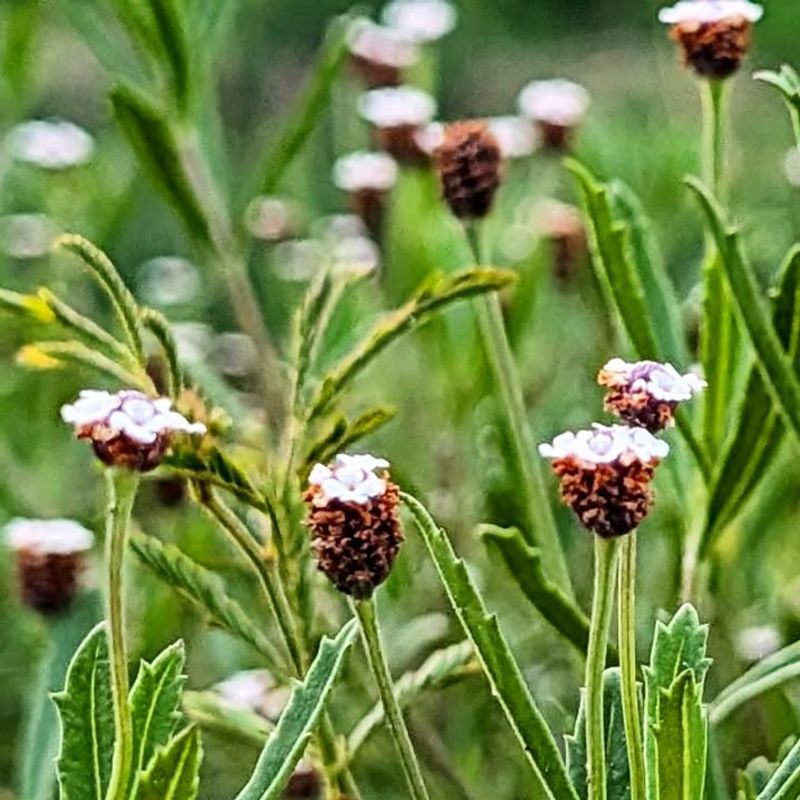 Frogfruit Is The Underrated Native Groundcover Frogfruit Is The Underrated Native Groundcover